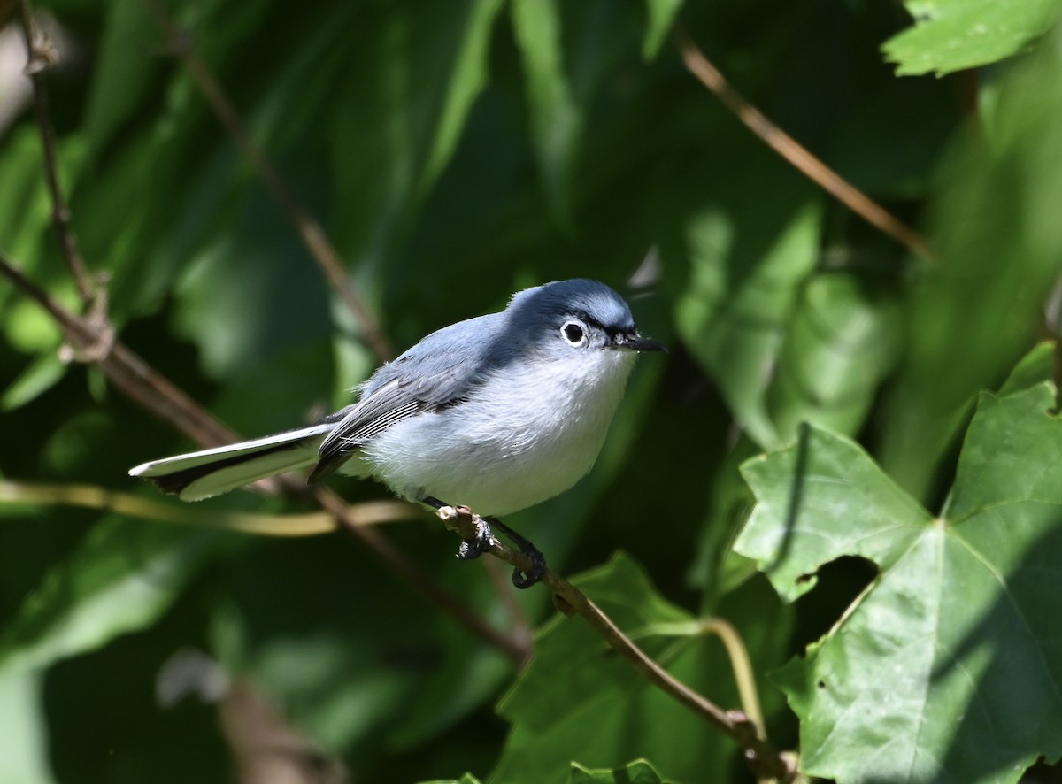 Blue-gray Gnatcatcher - ML656618717