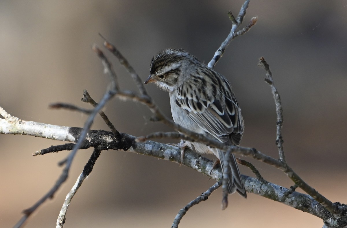 Clay-colored Sparrow - ML656618732