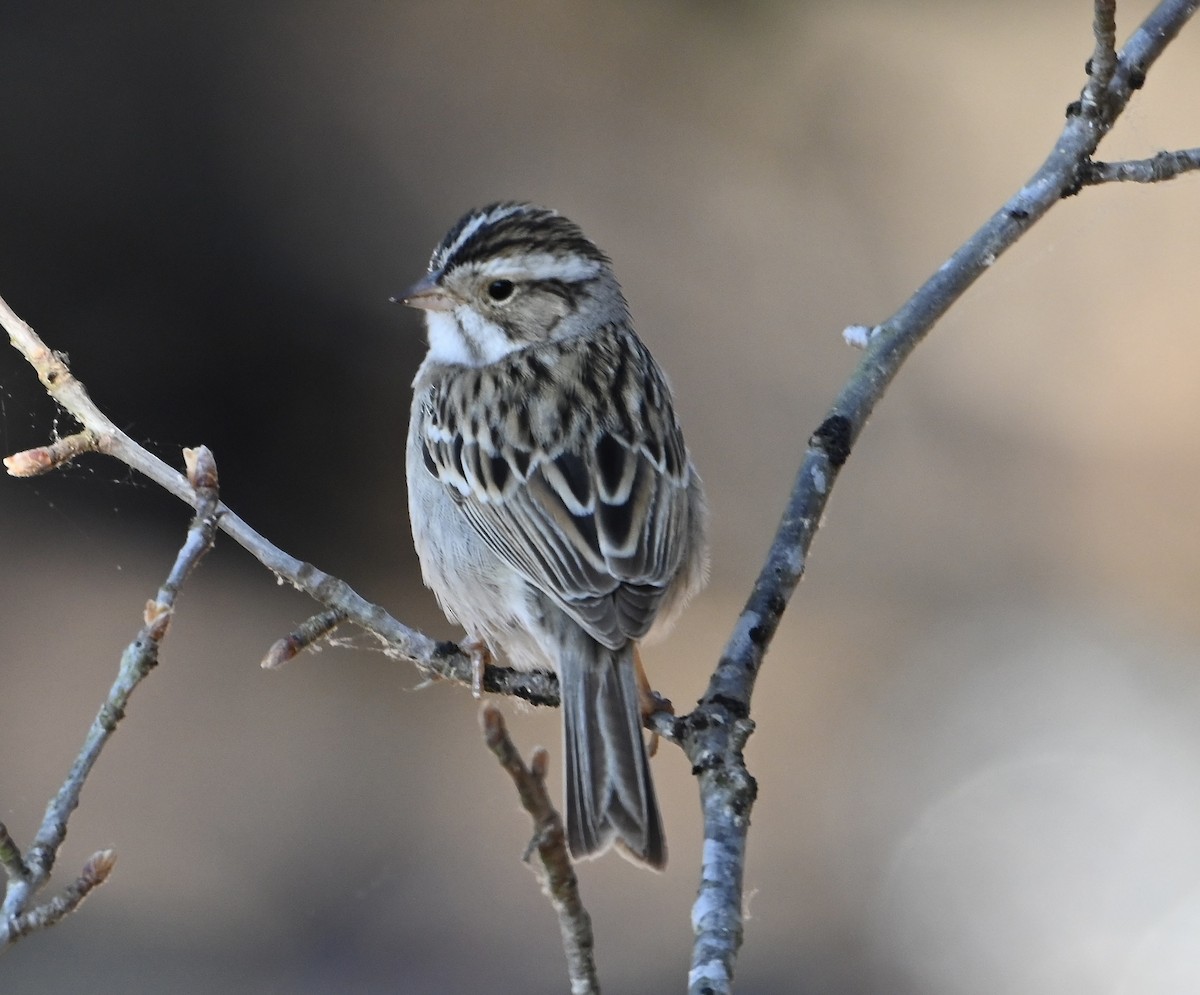 Clay-colored Sparrow - ML656618733