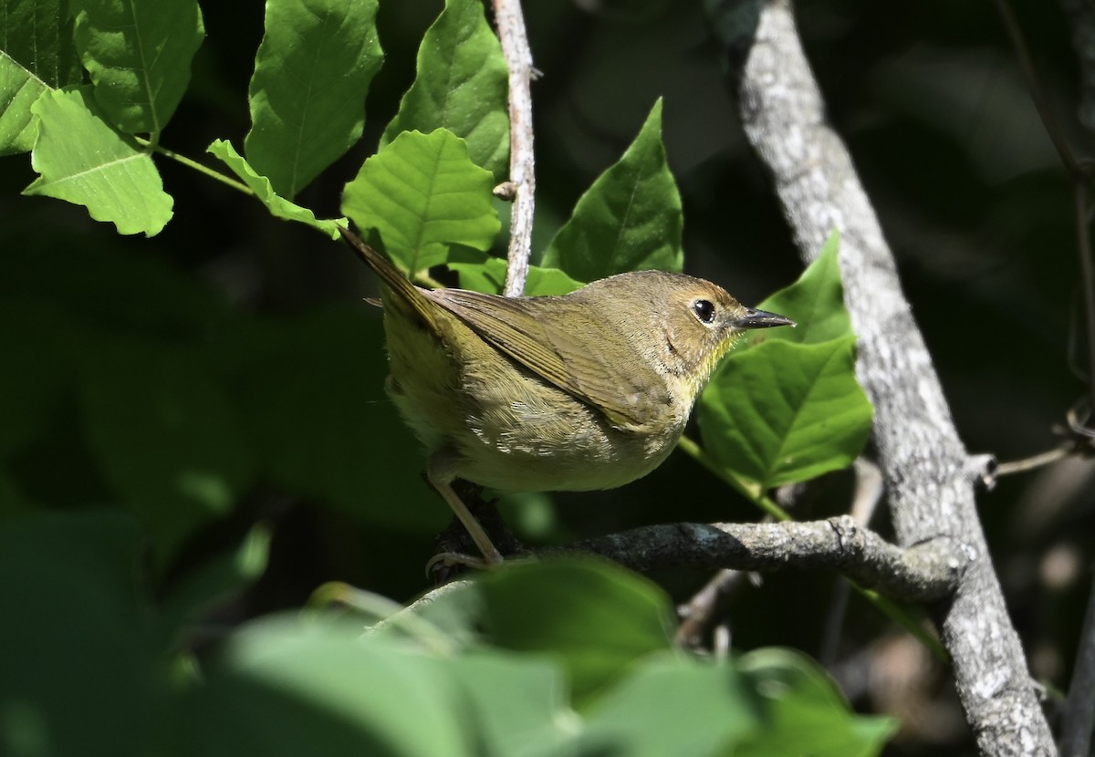 Common Yellowthroat - ML656618740