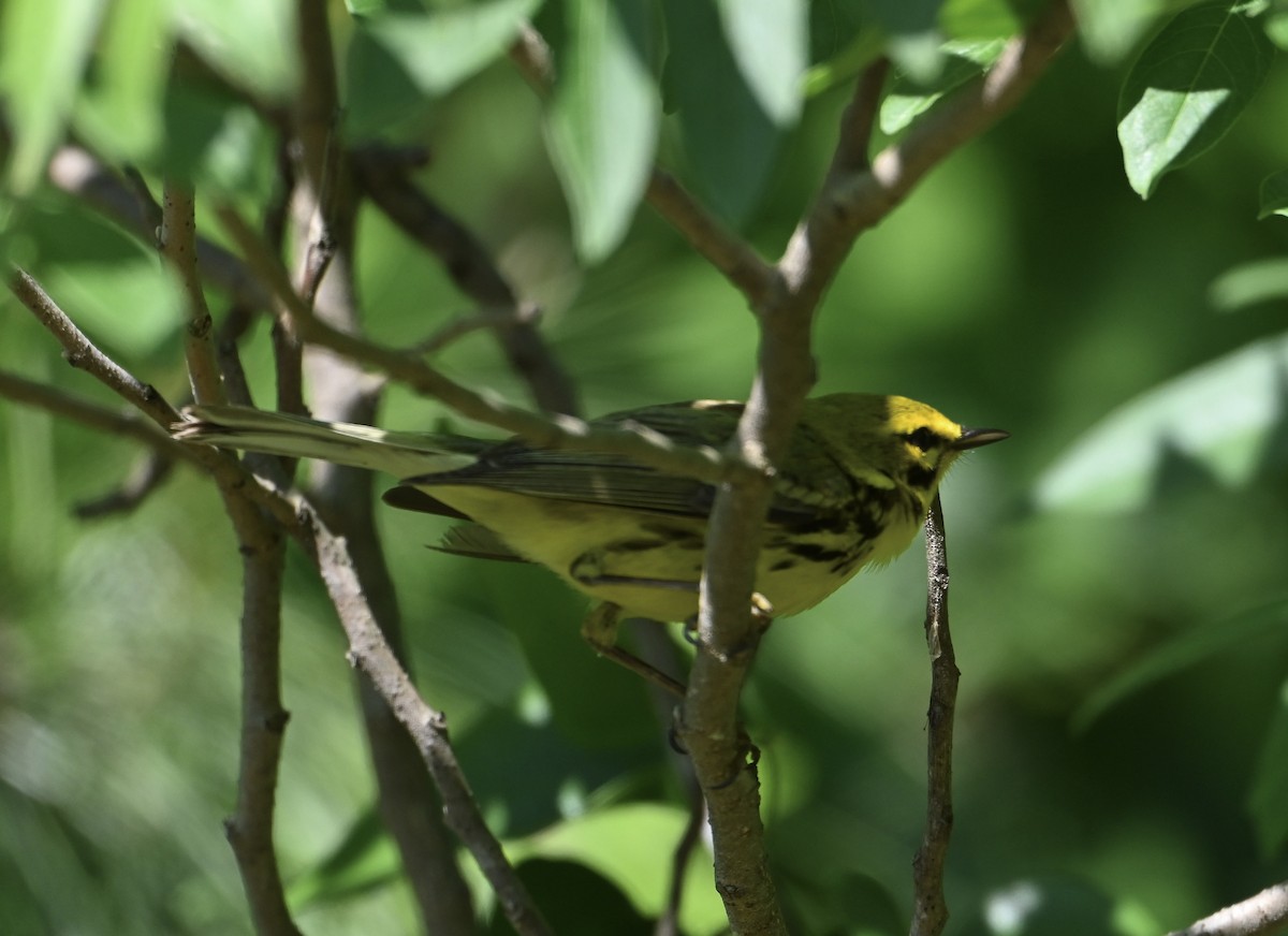 Prairie Warbler - ML656618748
