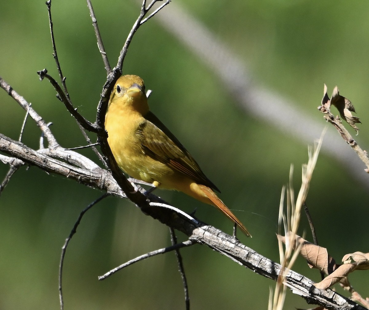 Summer Tanager - ML656618757