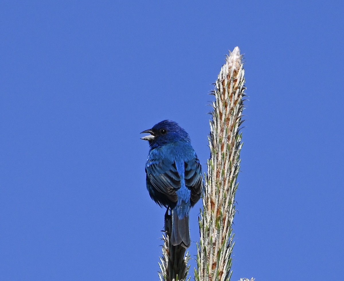 Indigo Bunting - ML656618772