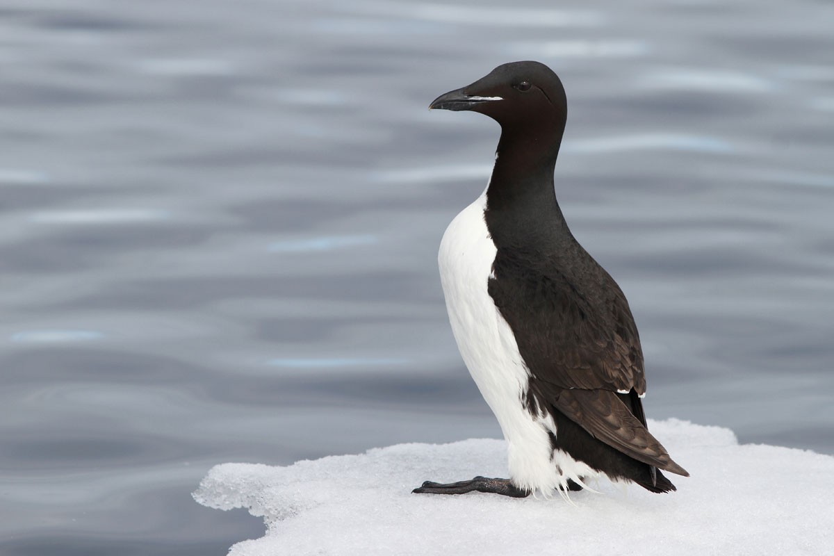 Thick-billed Murre - ML65661891