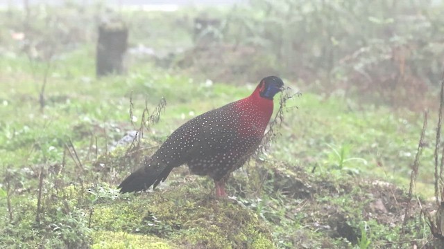 Satyr Tragopan - ML656621414