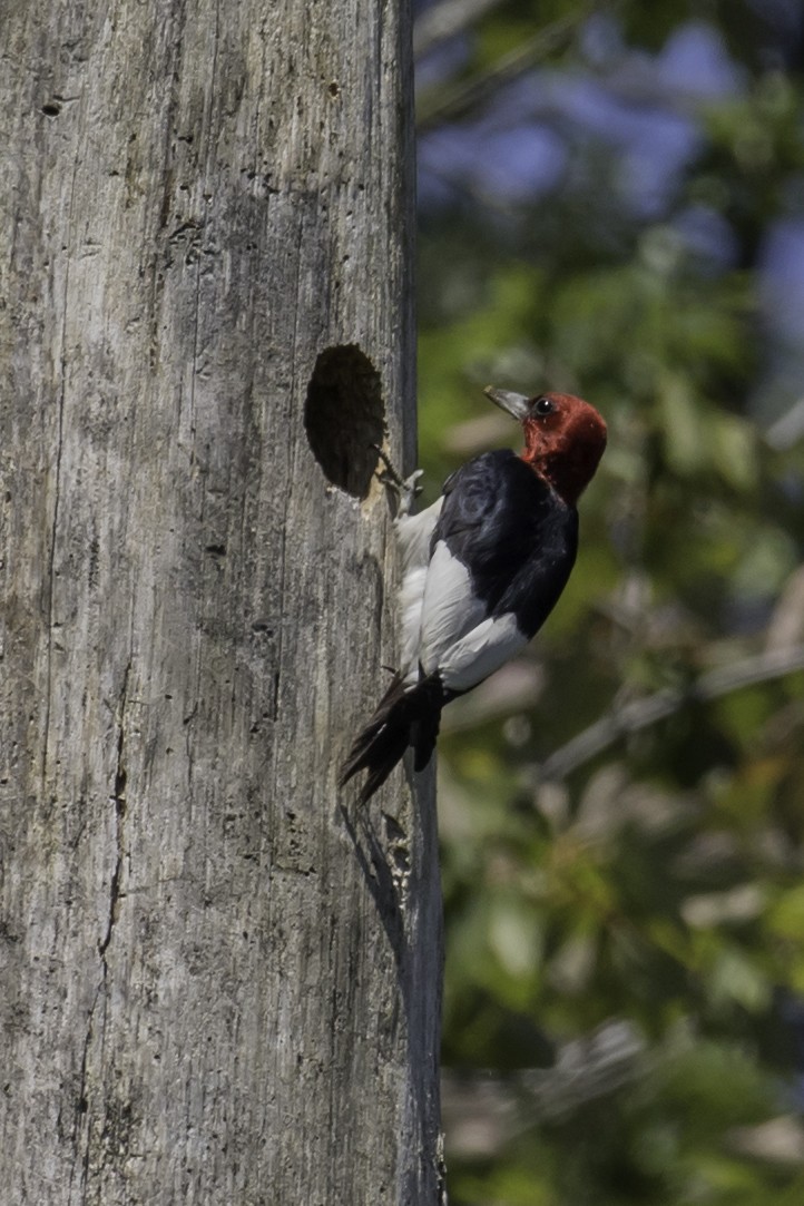 Red-headed Woodpecker - ML65662151