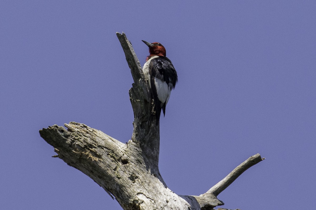 Red-headed Woodpecker - ML65662171