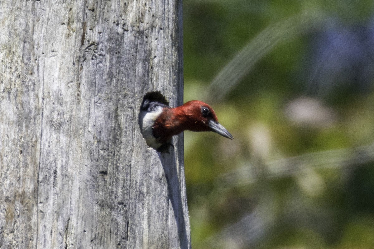 Red-headed Woodpecker - ML65662181