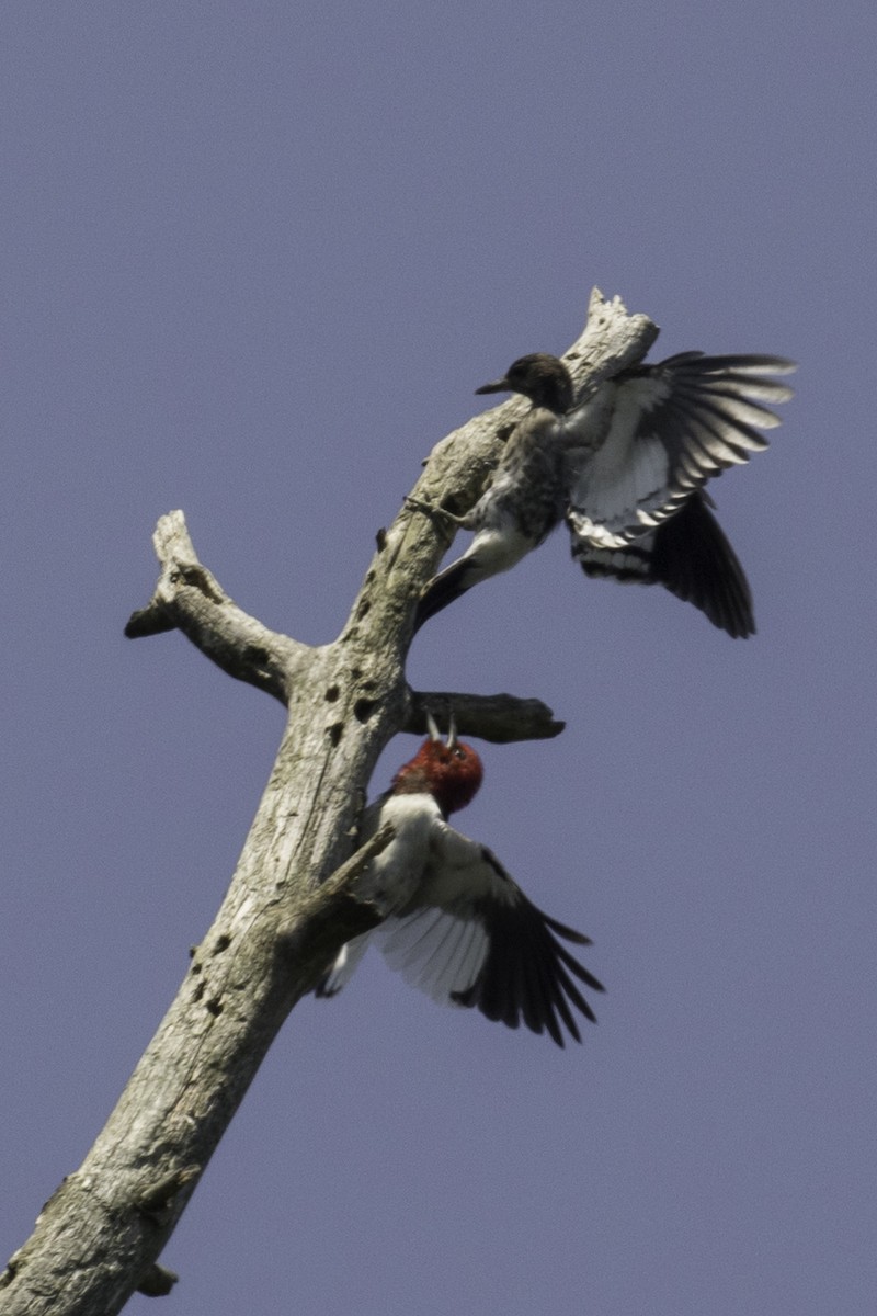 Red-headed Woodpecker - ML65662191