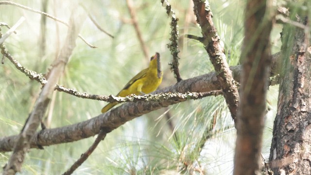 Slender-billed Oriole - ML656621953