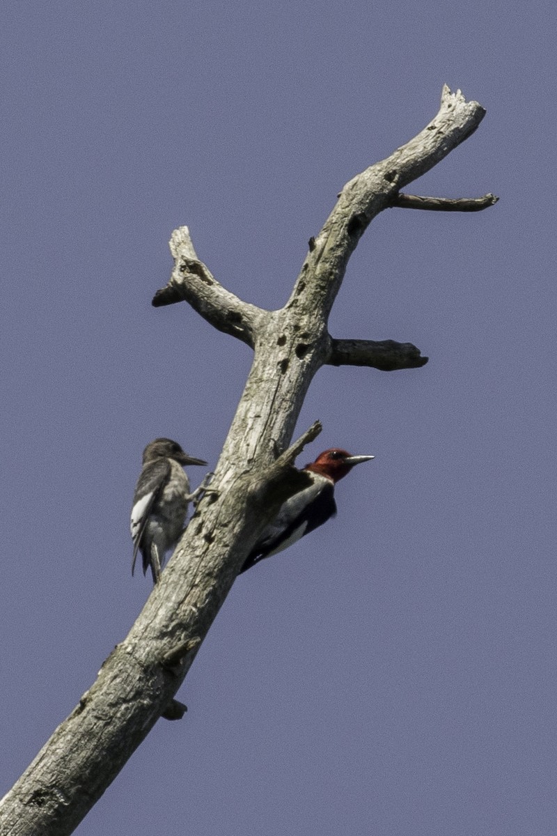 Red-headed Woodpecker - ML65662201
