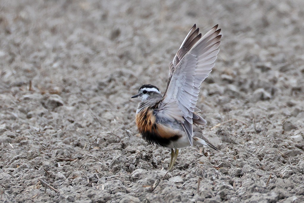 Eurasian Dotterel - ML656622101