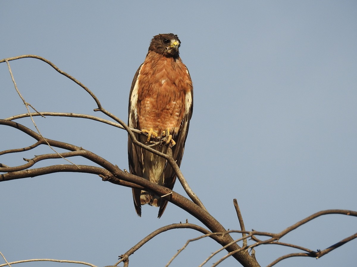 Swainson's Hawk - ML65662221