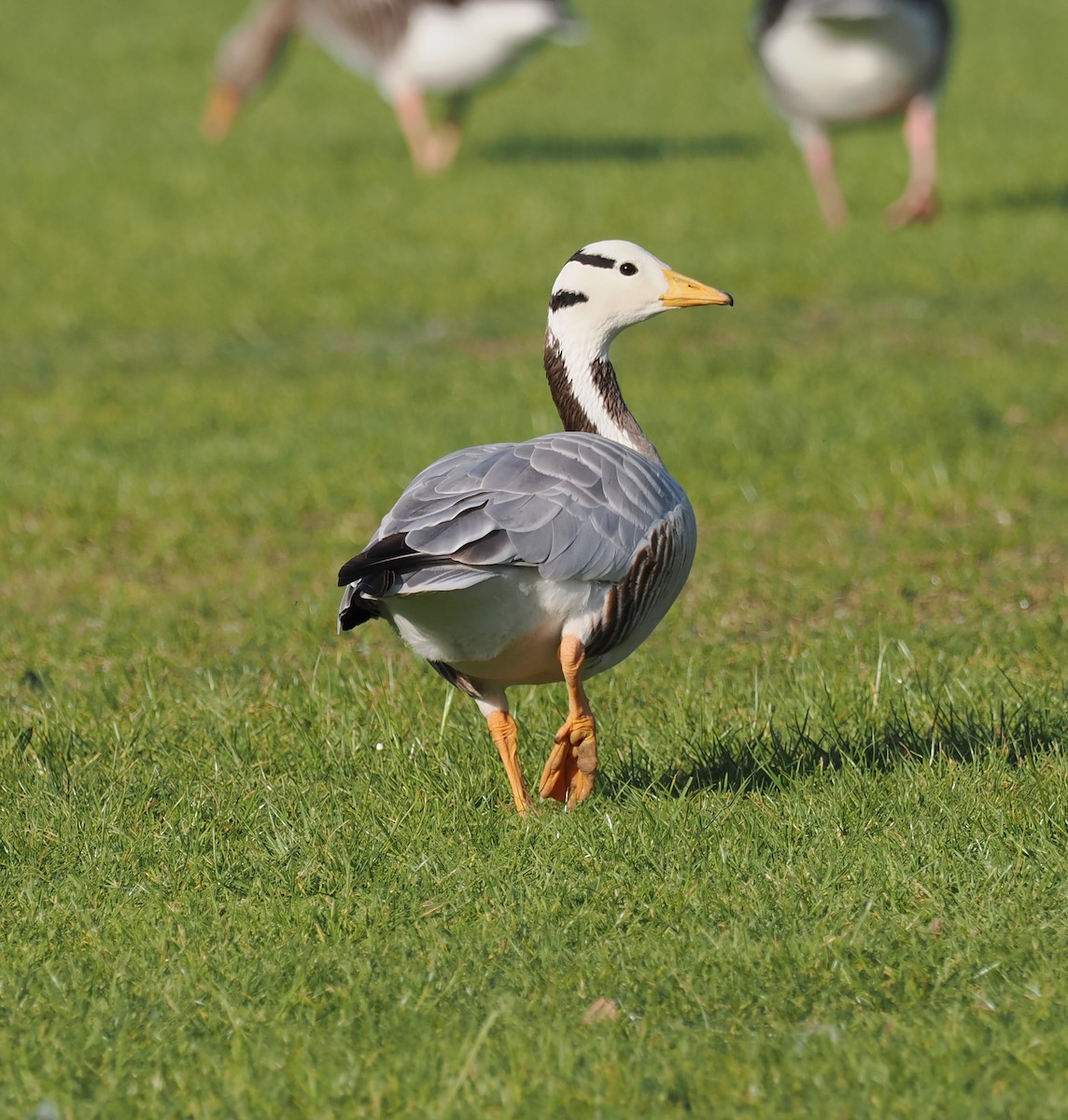 Bar-headed Goose - ML656622387