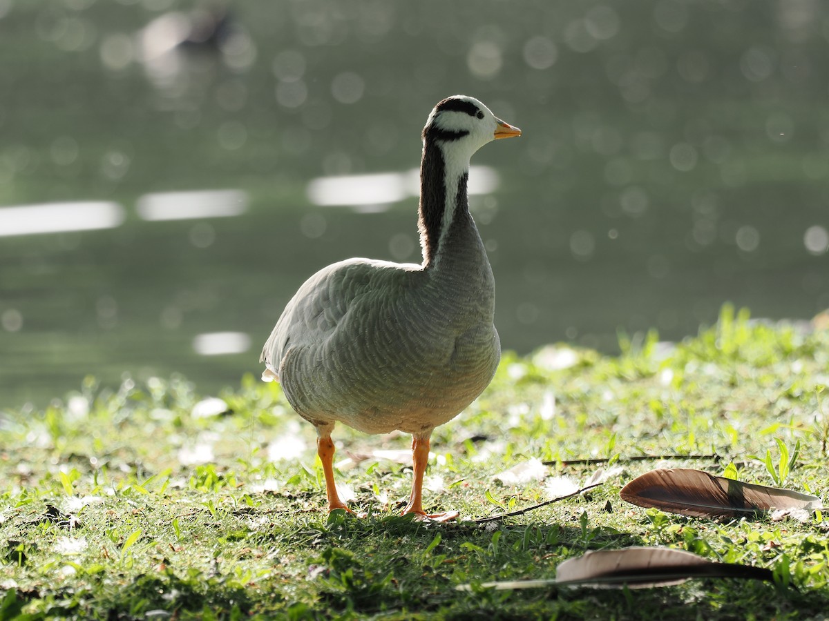 Bar-headed Goose - ML656622388