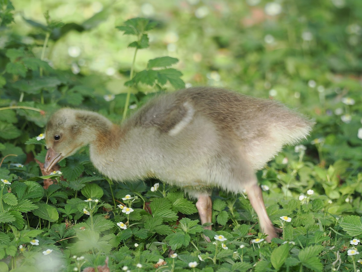 Graylag Goose - ML656622394