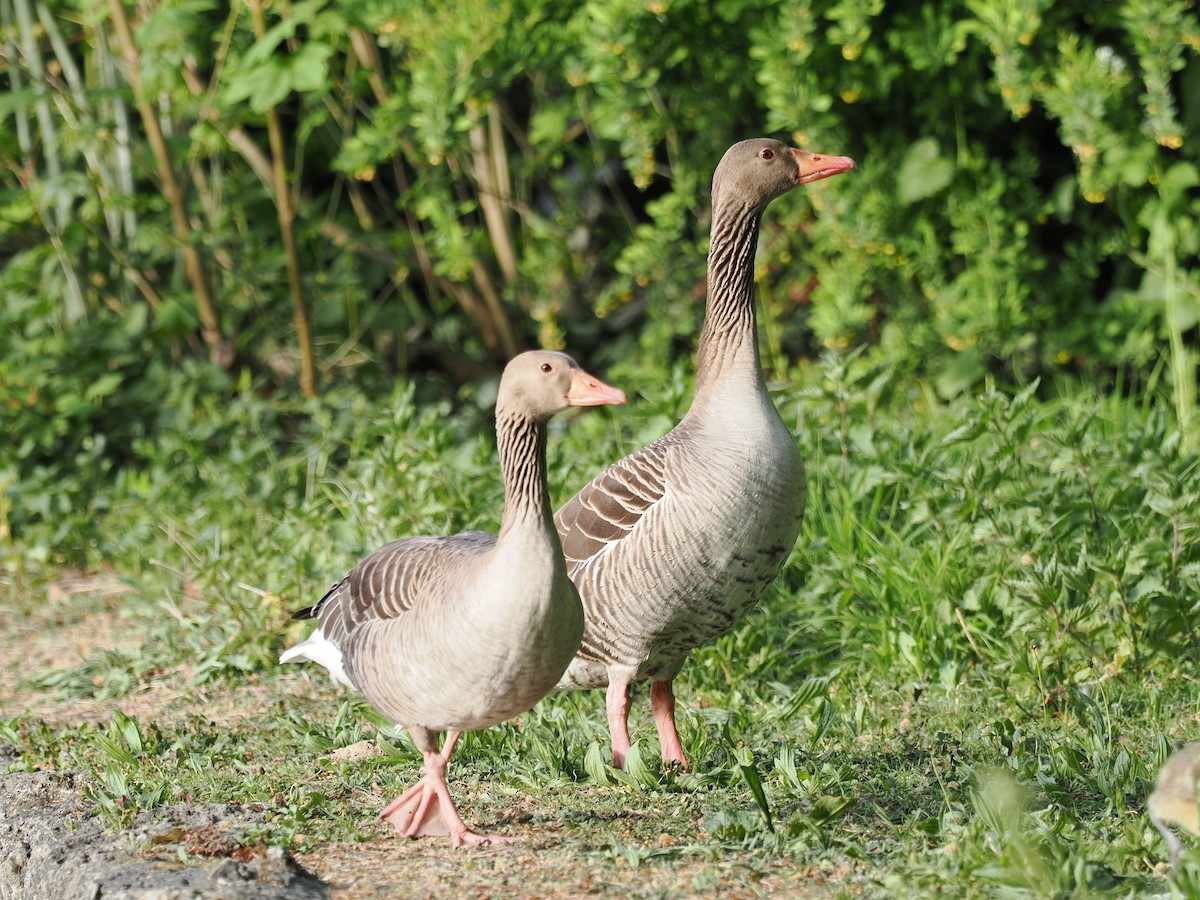 Graylag Goose - ML656622396