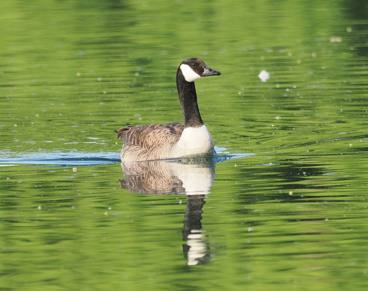 Canada Goose - ML656622400