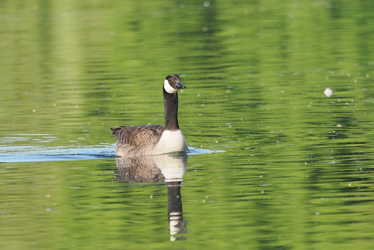 Canada Goose - ML656622401
