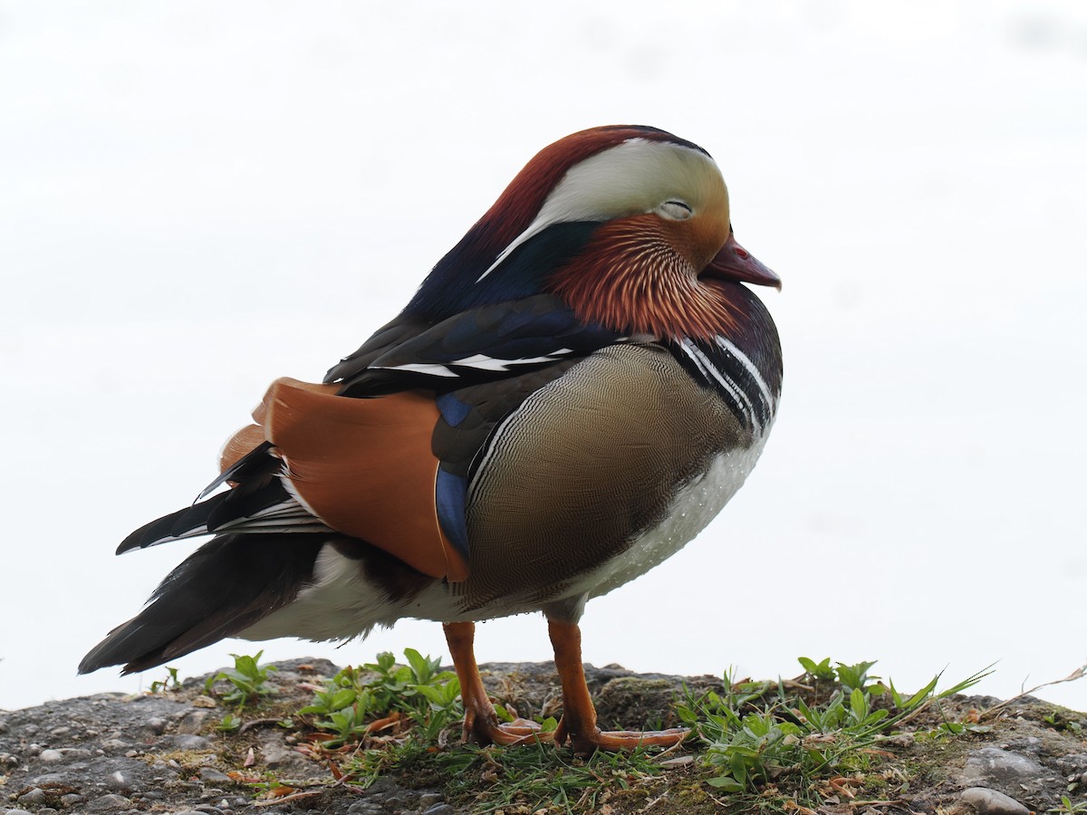 Mandarin Duck - ML656622403