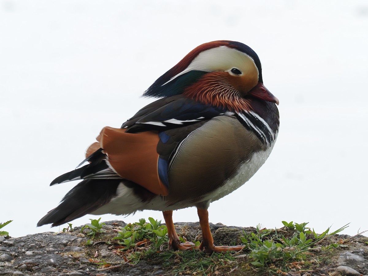 Mandarin Duck - ML656622404