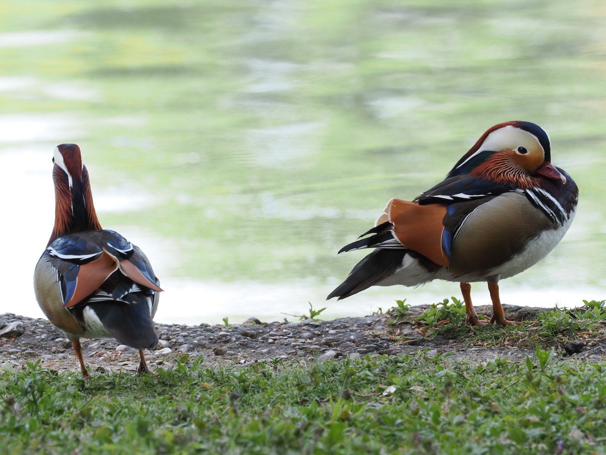 Mandarin Duck - ML656622405