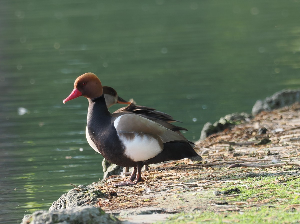 Red-crested Pochard - ML656622407