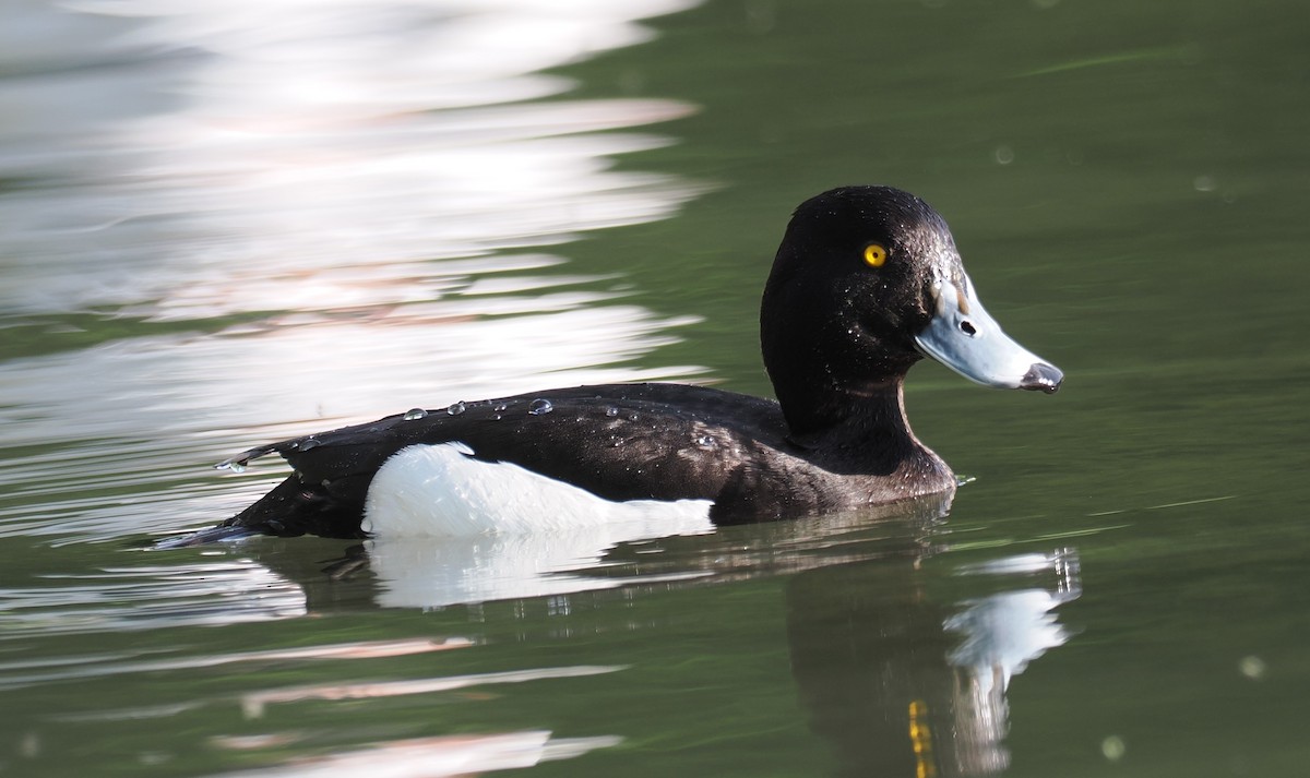 Tufted Duck - ML656622414