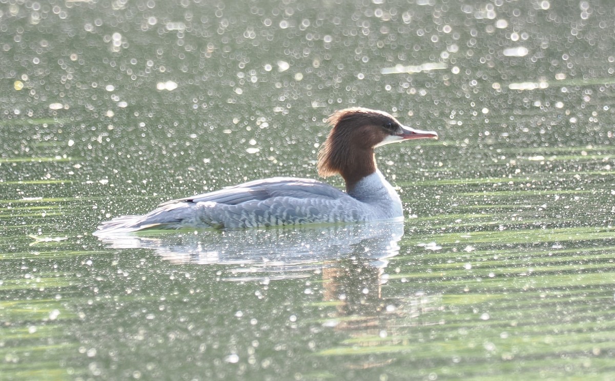 Common Merganser - ML656622418