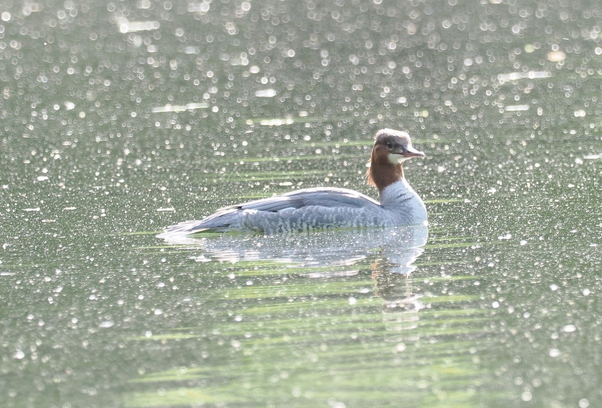 Common Merganser - ML656622419