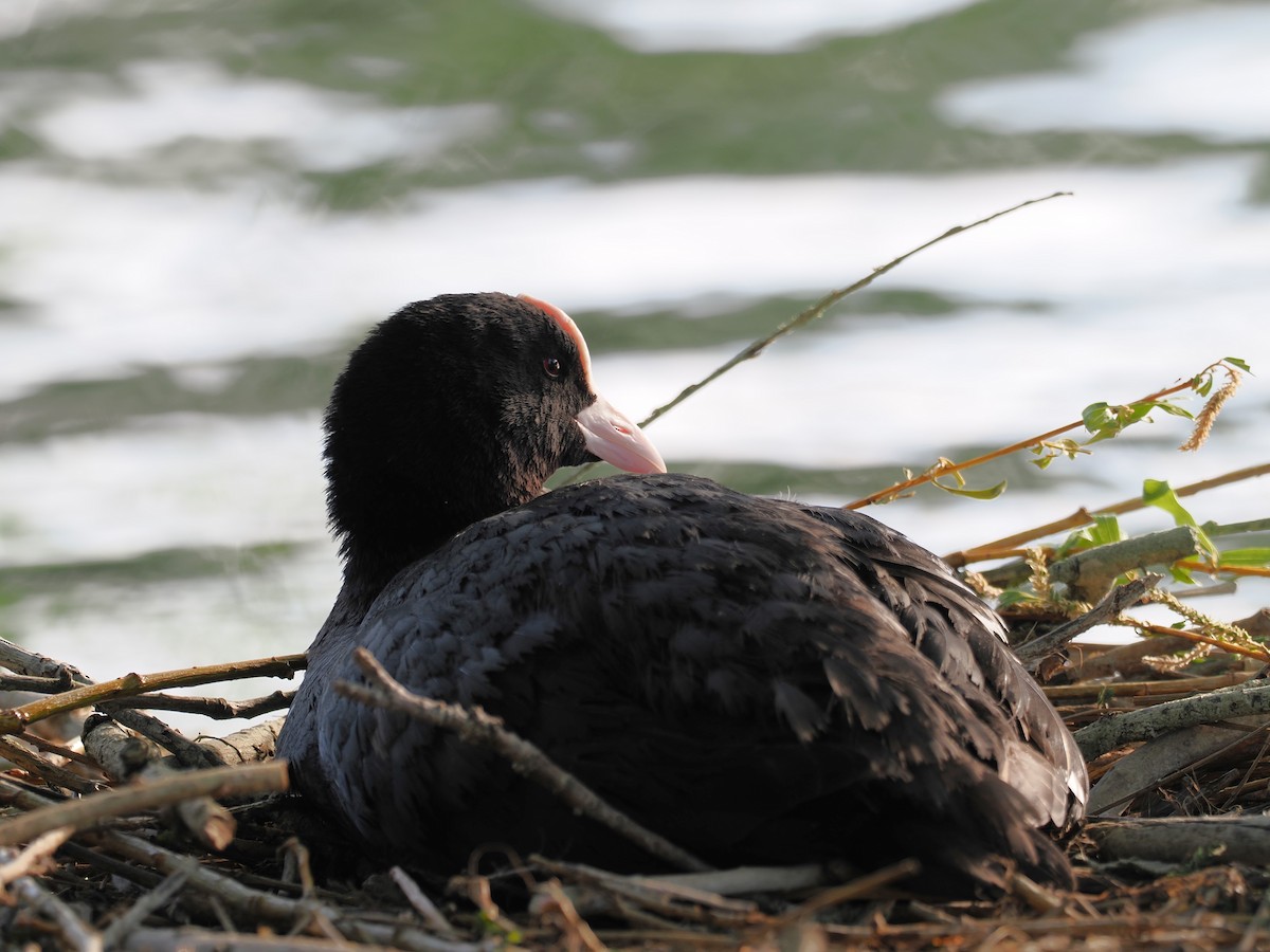 Eurasian Coot - ML656622423
