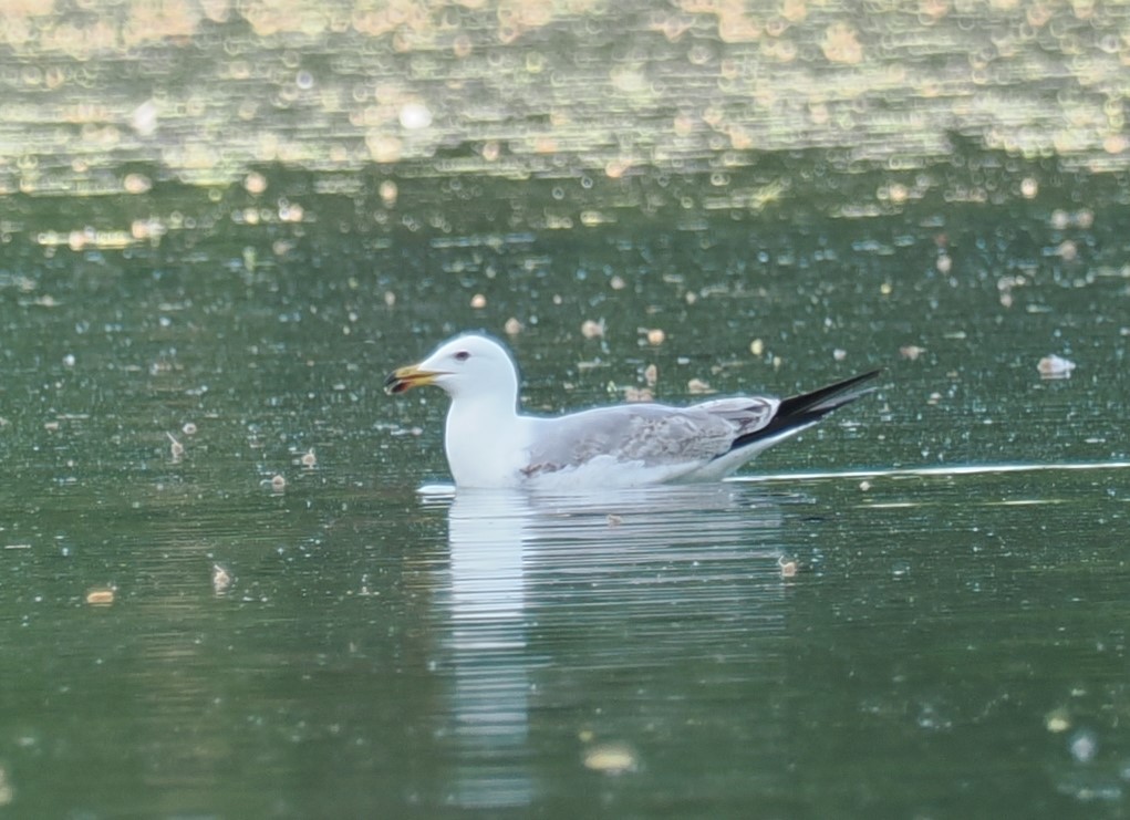 Yellow-legged Gull - ML656622431