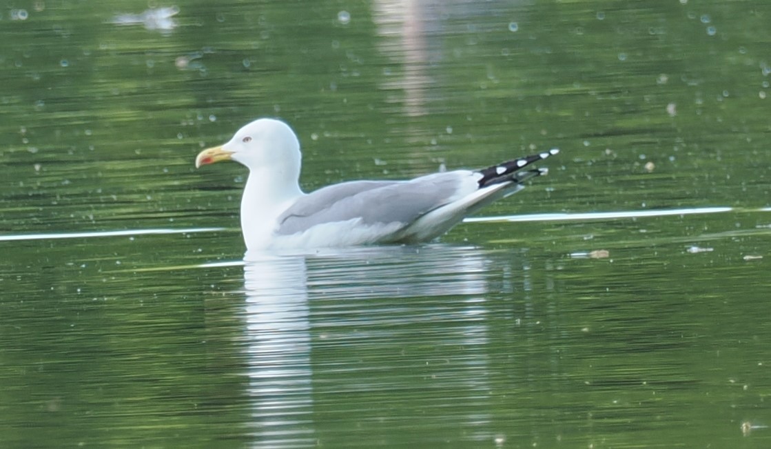 Yellow-legged Gull - ML656622432