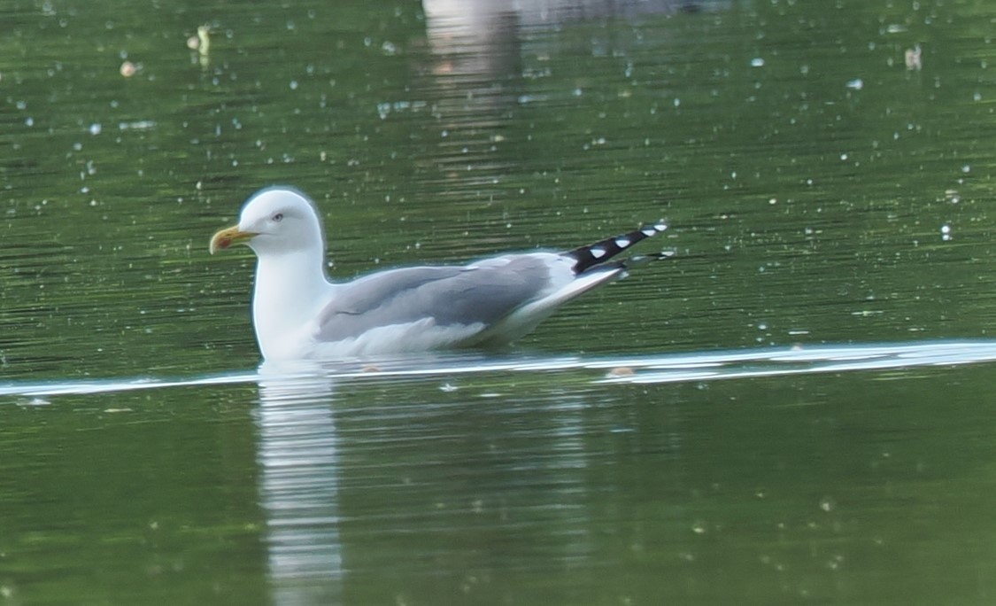 Yellow-legged Gull - ML656622433