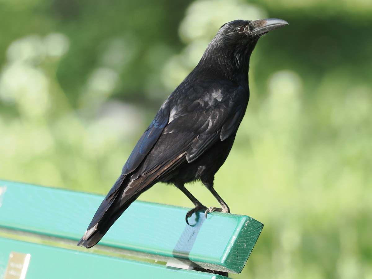 Carrion Crow - ML656622438