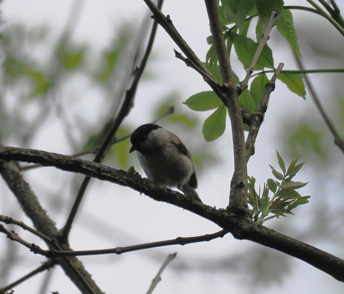 Marsh Tit - ML656622439