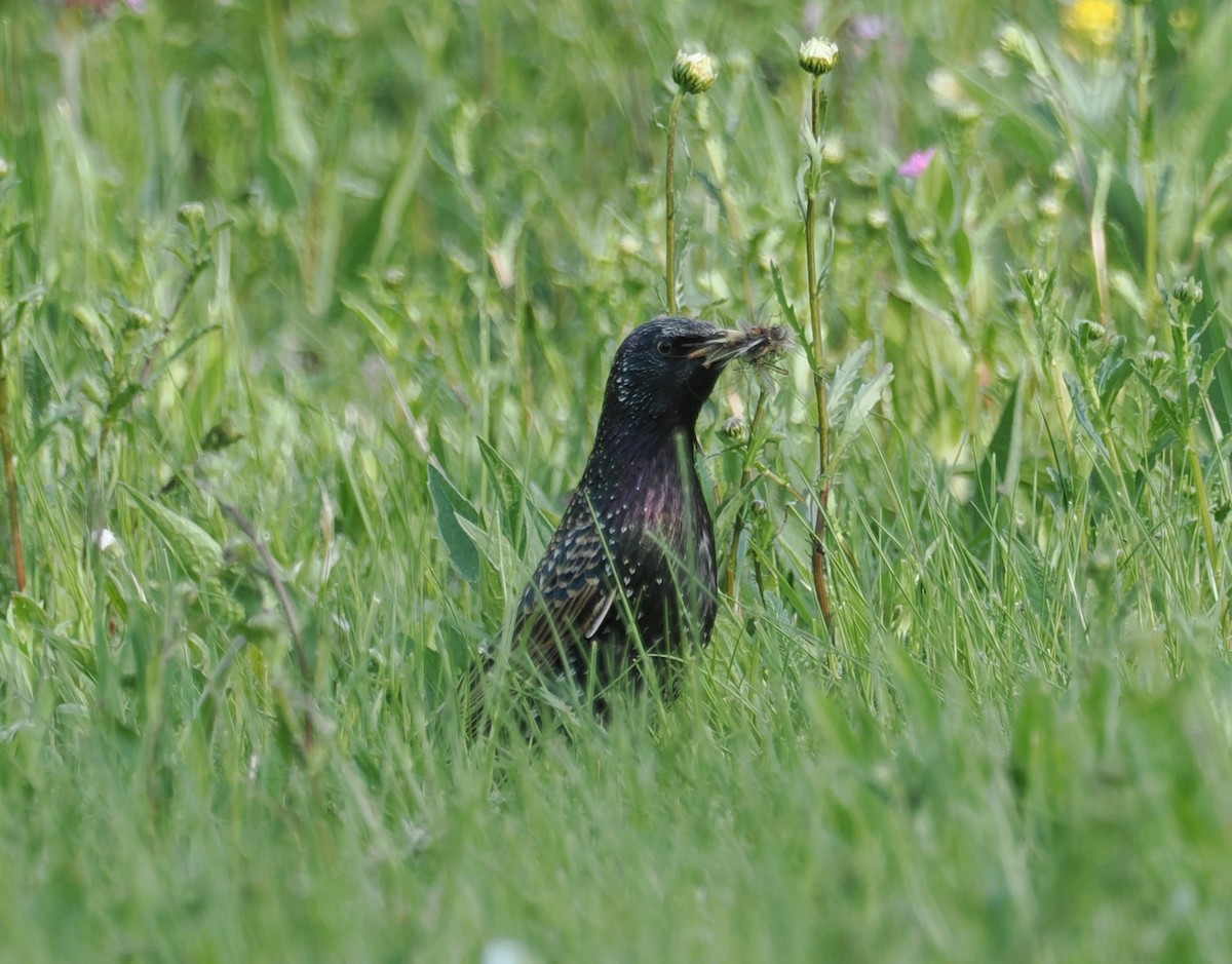 European Starling - ML656622448