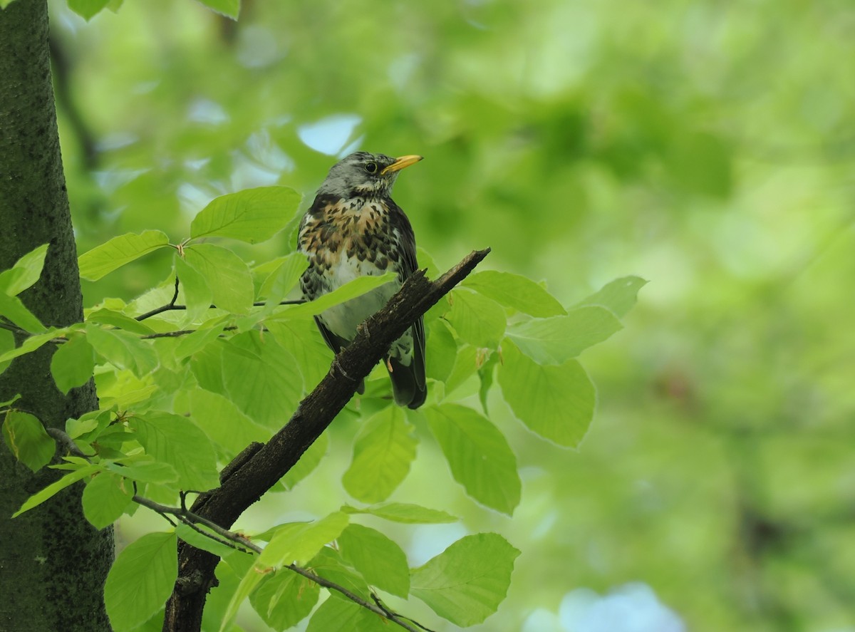 Fieldfare - ML656622449