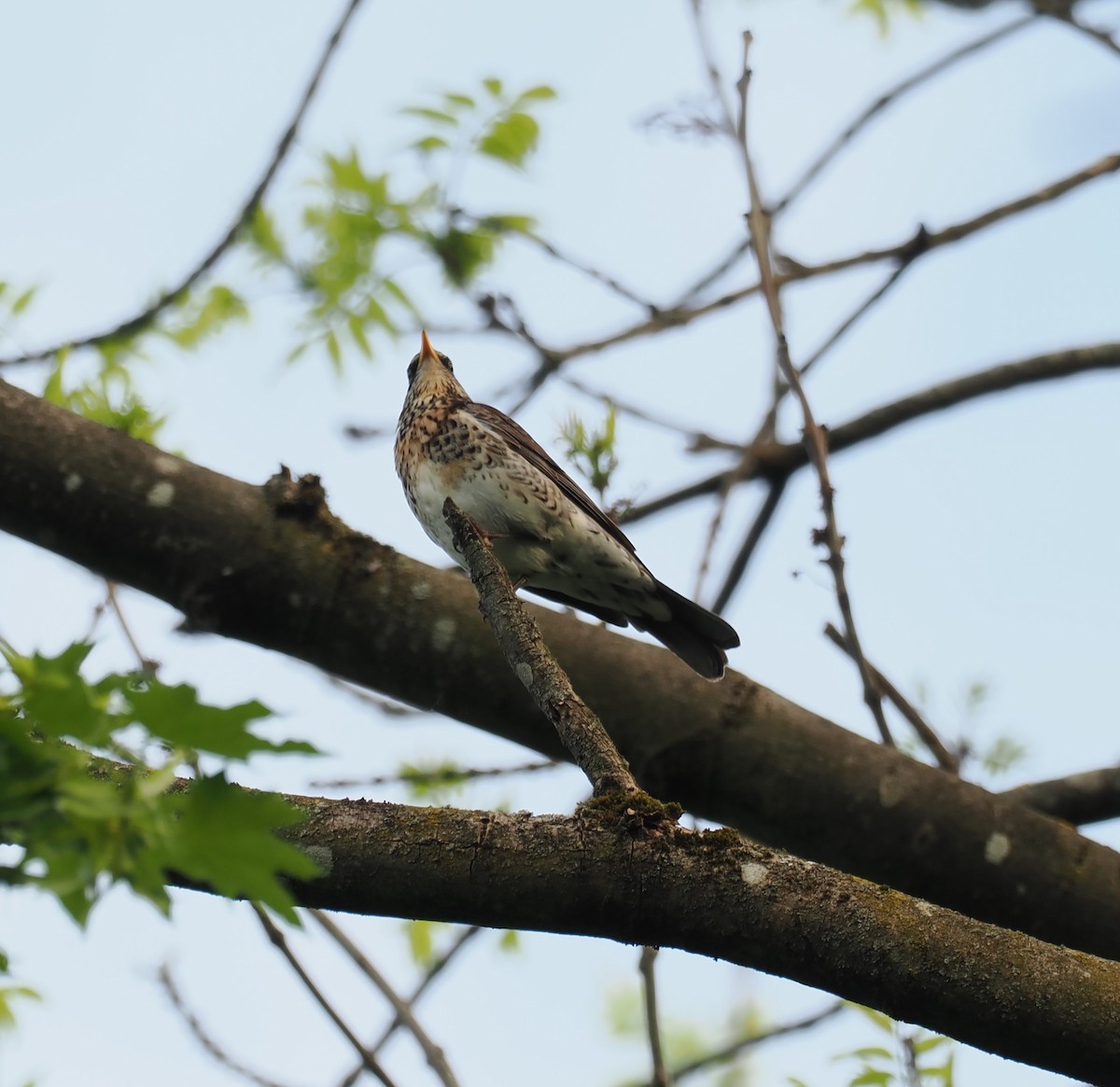 Fieldfare - ML656622450