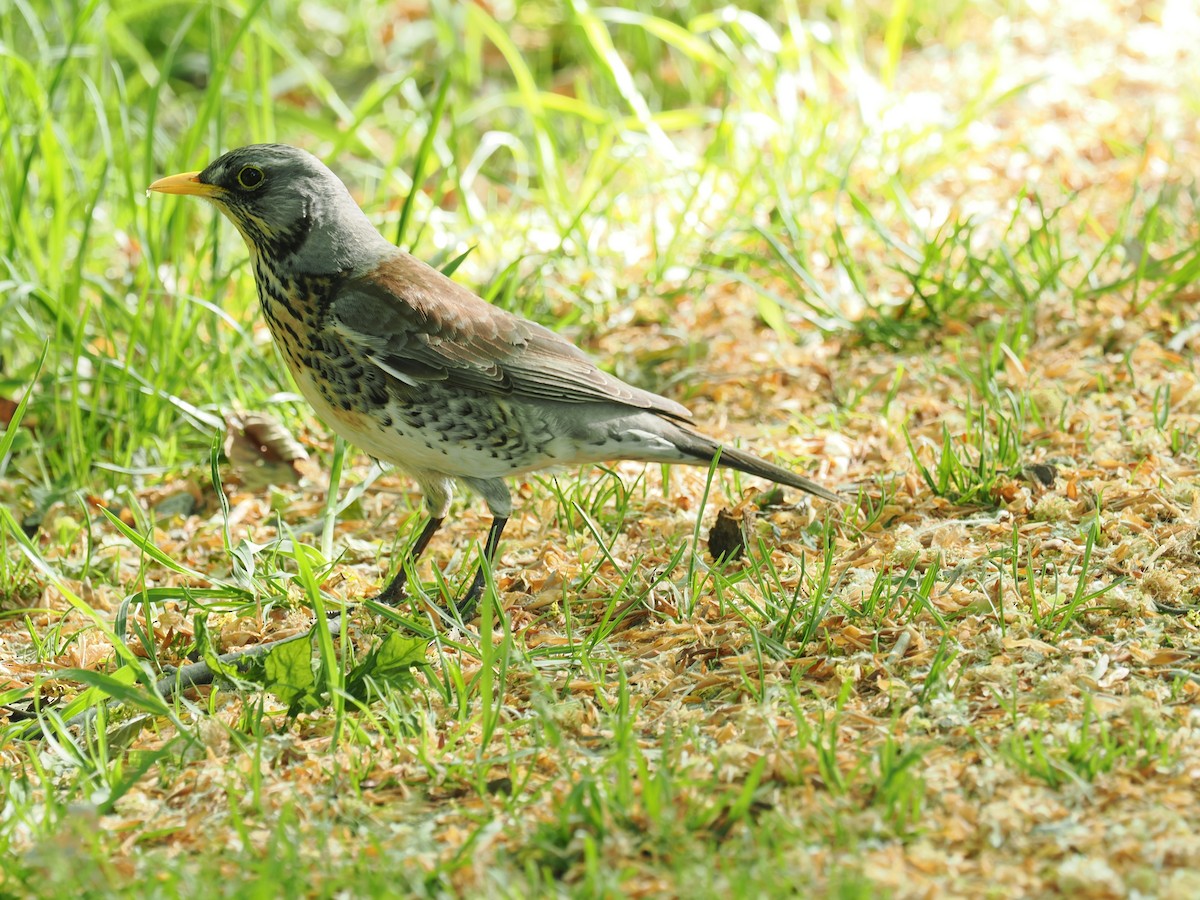 Fieldfare - ML656622451