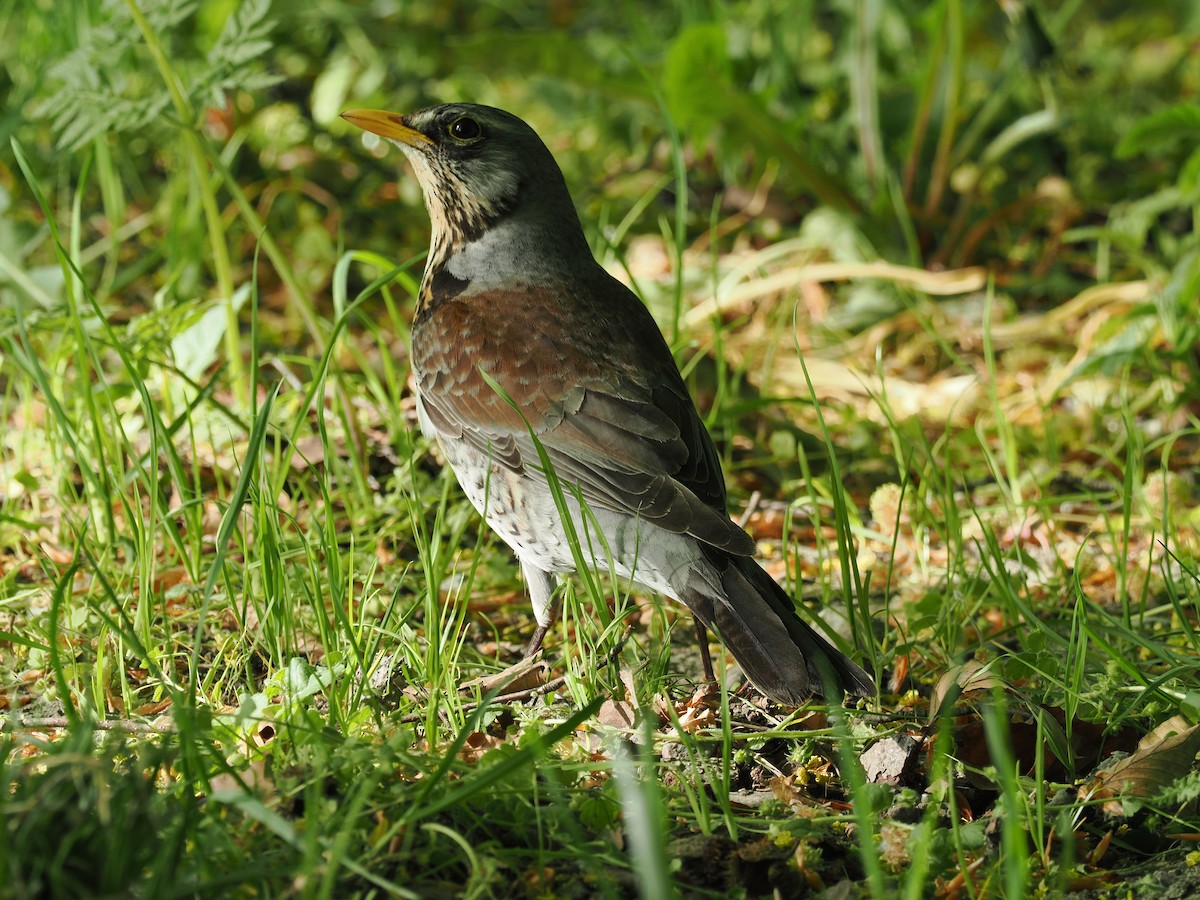 Fieldfare - ML656622452