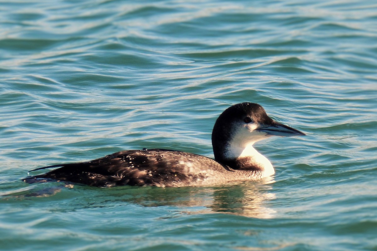 Common Loon - Oscar Moss