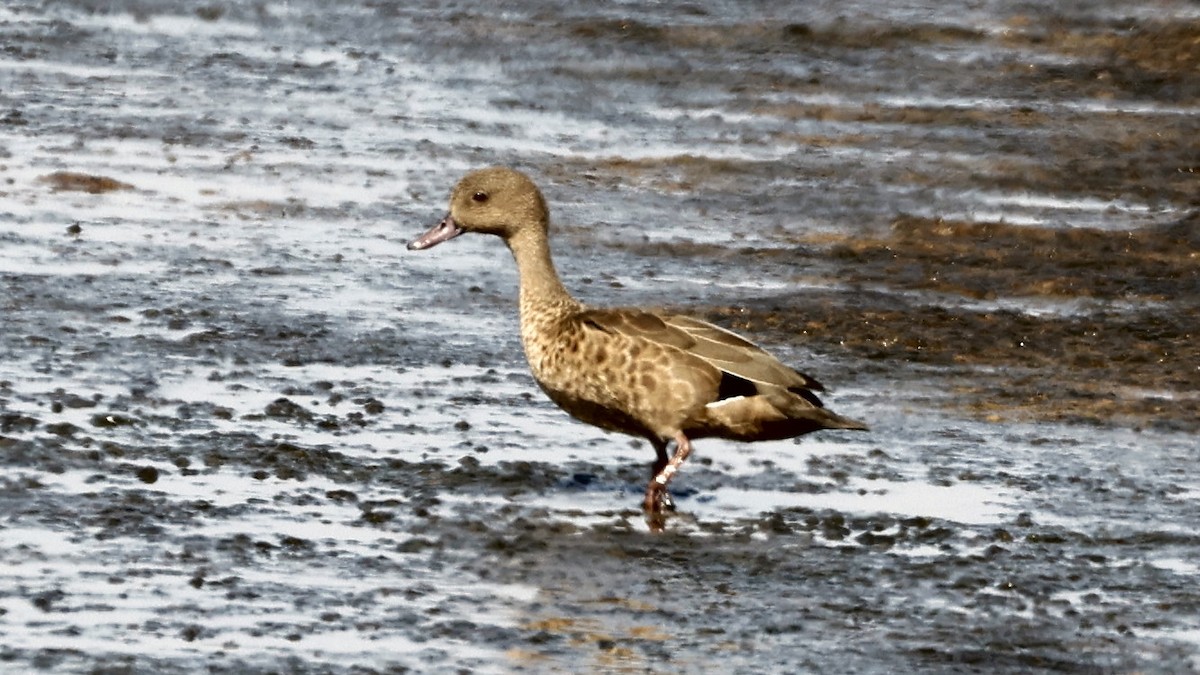 Bernier's Teal - ML656623395