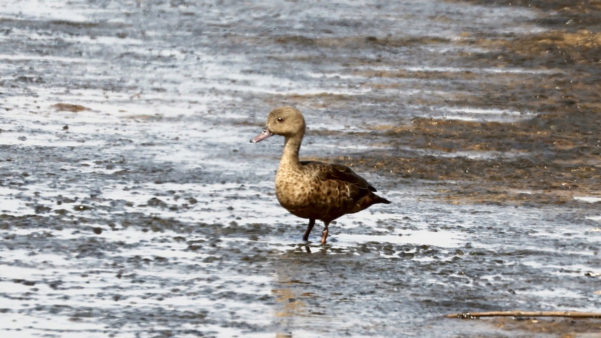 Bernier's Teal - ML656623396