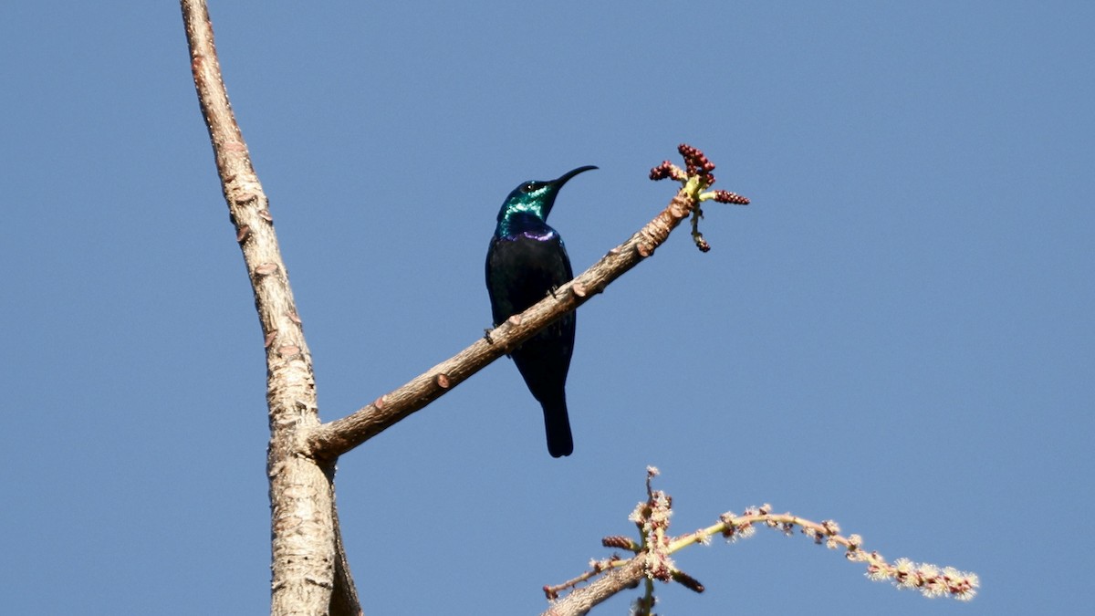 madagaskarsolfugl - ML656623722