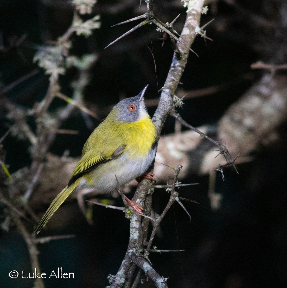 Apalis à gorge jaune - ML656623792