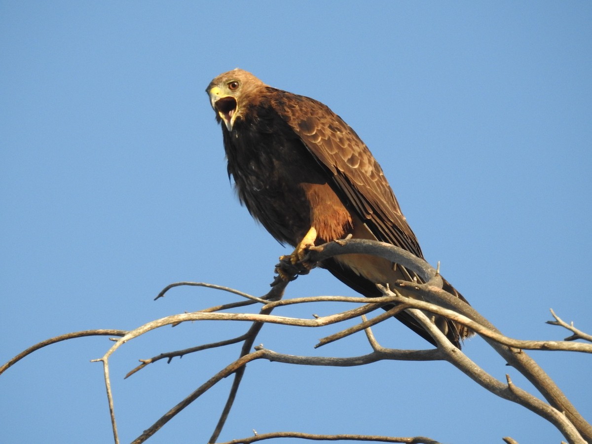 Swainson's Hawk - ML65662381