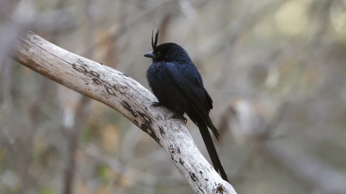 børstedrongo (forficatus) - ML656624155
