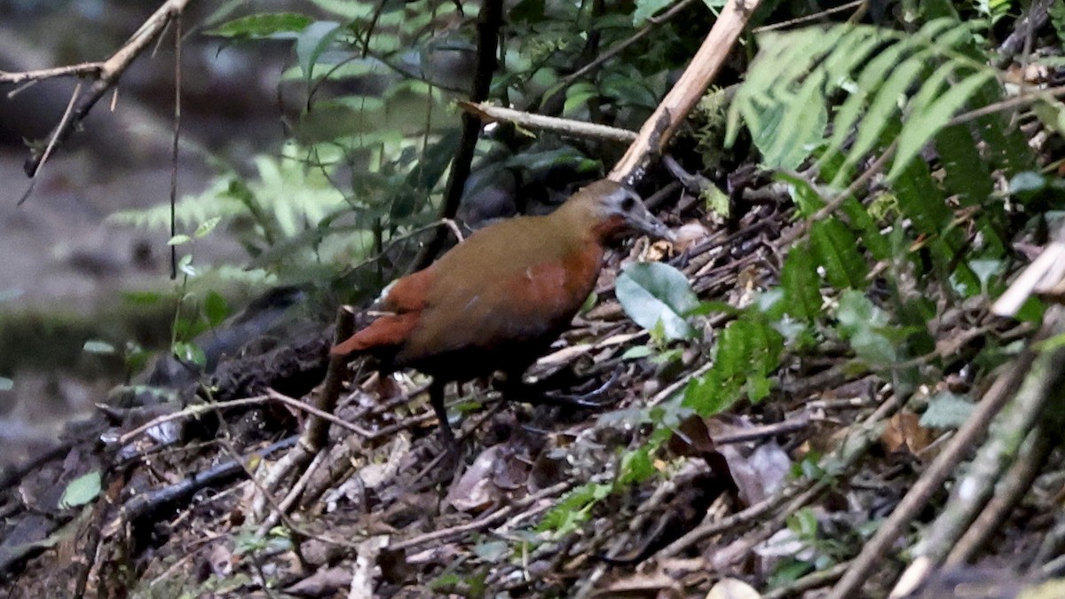 Madagascar Forest Rail - ML656624555
