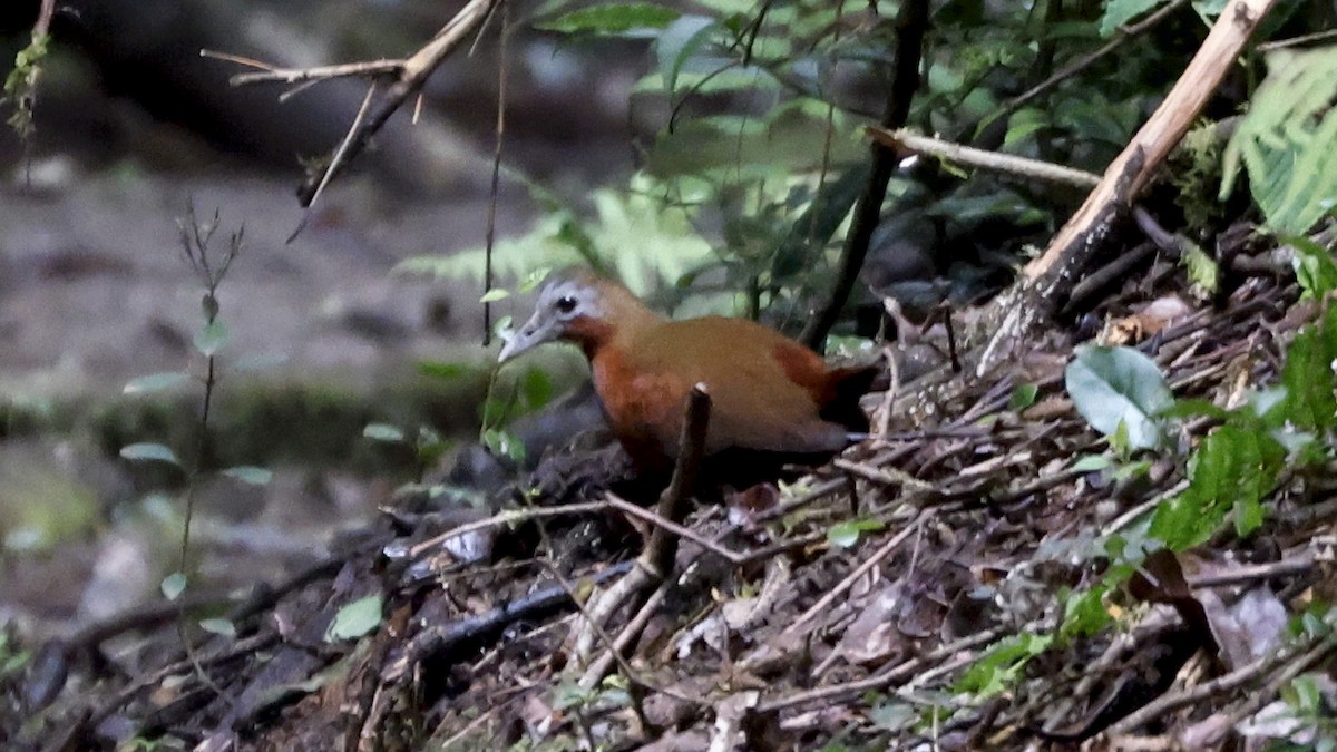 Madagascar Forest Rail - ML656624556